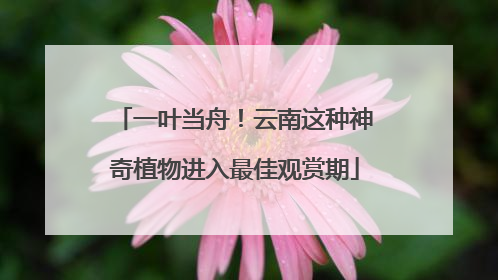 一叶当舟！云南这种神奇植物进入最佳观赏期